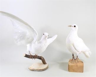 Lot 388: Pair of Mounted Full Body White Dove Bird Taxidermy. A sweet pair of white doves on wood mounts. One is mounted on a small branch and has its wings outstretched as if about to take off. The other has its wings folded up, standing on a small wood block.

Dimensions for the smaller are 11.25 in h x 4.5 in w x 8 in d. Dimensions for the larger are 14 in h x 19 in w x 10.5 in d. Condition is very good. Minor surface wear. Please call or email for a detailed condition report.