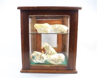 Lot 389: 6 Skulls in Wood Display Cabinet,Beaver,Badger,Red Fox. Lot of 6 skulls in a two-tiered wood and glass display cabinet. Skulls include: red fox, beaver, badger, possum, pine marten and a specimen labeled as "porky." 

Dimensions for pine marten are 1 in h x 1.5 in w x 3 in d. Dimensions for beaver are 4.25 in h x 3.25 in w x 4.5 in d. Dimensions for cabinet are 12.5 in h x 11 in w x 11 in d. Condition is very good. well preserved. A glossy coat has been added to some skulls. Minor surface wear and spots. Some have writing underneath. Surface wear, scratches, indentations and  chipped wood on cabinet. Please call or email for a detailed condition report.