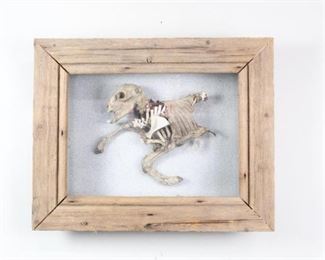 Lot 392: Taxidermy Mummified Lamb Torso & Head Mounted in Frame. Head and torso of a lamb are presented in profile. Mounted behind glass in a handmade natural wood frame with a hook on the back for hanging.

Dimensions are 23 in h x 29 in w x 6 in d. Condition is good with some wer to the wood frame. Please call or email for a detailed condition report.