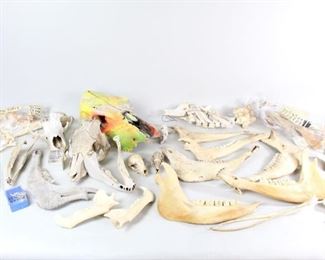 Lot 425: Large Lot Animal Bone Specimens from Children's Museum. This is a large lot of animal bone specimens ranging from mouse to horse. It is mostly skull and jaw bones but there are spine bones as well. They were used in the Utica Children's Museum. 
Dimensions for largest bones are 6 in h x 14 in w x 8 in d and the dimensions for the small box are 3 in h x 2 in w x 1.24 in d. Condition is good - fair. Many of the specimens are partial bones and many are broken or have wear. One bone is spray painted. Please call or email for a detailed condition report.