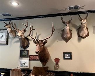 Mounts from Flagg taxidermy Dallas