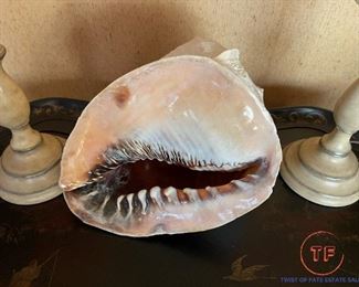Large Conch Shell
