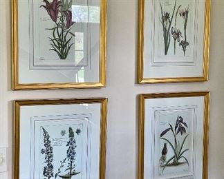 Item 79:  (4) Botanical Engravings - 19.5" x 24.5":  $165/Each