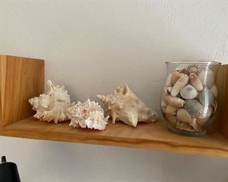 Seashells 