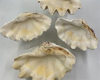 LARGE Red Sea Clam Shells 