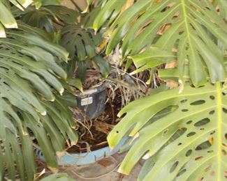 This Large Plant will be sold in parts as it is too large to move. 