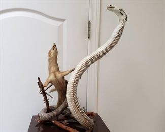 Large Mongoose & Cobra Taxidermy