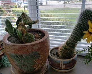 live cactus cacti