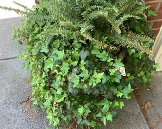 Live Plants in Concrete Planters