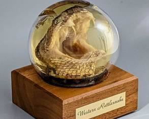 Real Western Rattlesnake Head Displayed in Dome with a Wooden Base