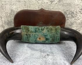 Mounted and Polished Bull/Steer Horns