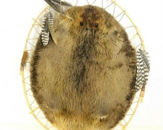 
Hooped Beaver Pelt Wall Tapestry