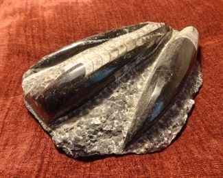 Orthoceras Fossilized Stone (straight horn is a genus of extinct nautiloid cephalopod found in marine limestone from the Baltic States and Sweden)