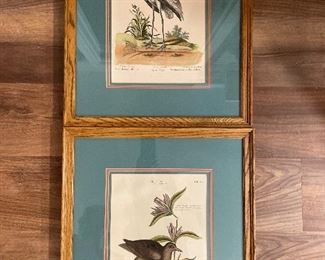 Various colored bird Prints