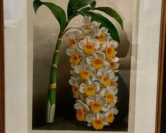 Sample of framed botanical prints. Each measures 16" x 19". Photo 1 of 5.