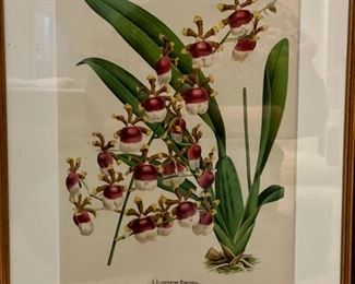 Sample of framed botanical prints. Each measures 16" x 19". Photo 2 of 5.