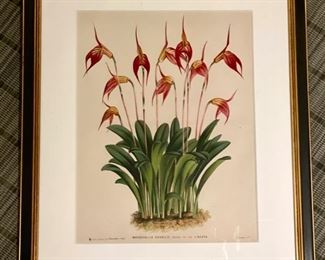 Sample of framed botanical prints. Each measures 16" x 19". Photo 3 of 5.