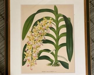 Sample of framed botanical prints. Each measures 16" x 19". Photo 4 of 5.