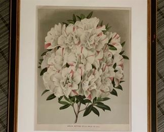 Sample of framed botanical prints. Each measures 16" x 19". Photo 5 of 5.