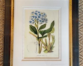 Framed botanical print - 2 available. Each measures 15" x 18". Photo 1 of 2.