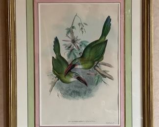 Bird etching by Gould & Ritcher - 2 available. Photo 1 of 6.