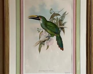 Bird etching by Gould & Ritcher - 2 available. Photo 4 of 6.