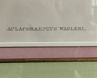 Bird etching by Gould & Ritcher - 2 available. Photo 5 of 6.