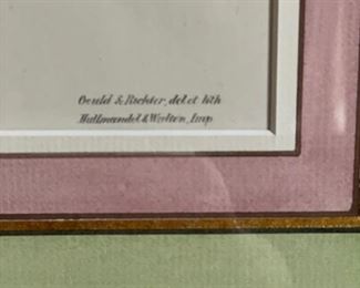 Bird etching by Gould & Ritcher - 2 available. Photo 6 of 6.