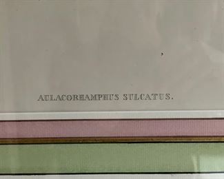 Bird etching by Gould & Ritcher - 2 available. Photo 2 of 6.