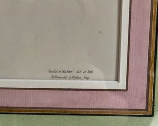 Bird etching by Gould & Ritcher - 2 available. Photo 3 of 6.