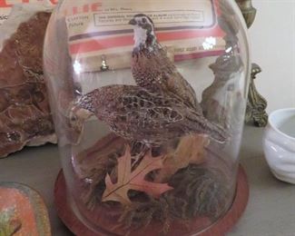 Taxidermy - Bobwhite Quails 
