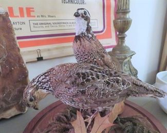 beautifully preserved taxidermy under nice glass cloche