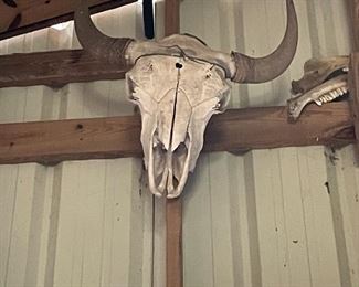 Cow skull and long horns 