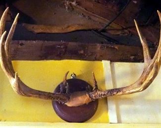 10 Point Buck Antler Wall Mount