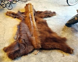 Antique Bear Hide