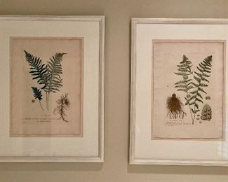 (2) Botanical Prints - 23.25" x 29.5"