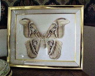 Real Giant Framed Butterfly