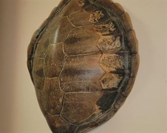 Tortoise shell 20"