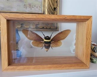 Framed moth