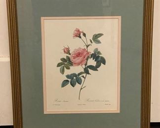 Pair of vintage botanical Rose etchings. Each measures 13" x 16". Photo 1 of 2.