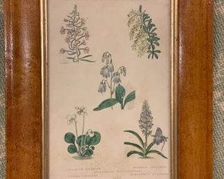 Antique wildflower botanical etchings. Photo 1 of 4.