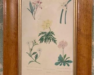 Antique wildflower botanical etchings. Photo 2 of 4.