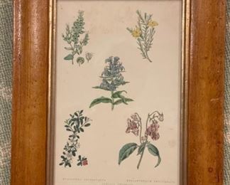 Antique wildflower botanical etchings. Photo 3 of 4.