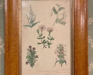 Antique wildflower botanical etchings. Photo 4 of 4.
