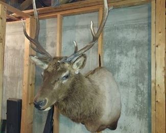 Elk Mount