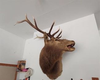 Elk Mount