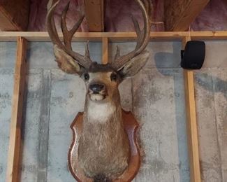 Deer Mount