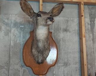 Deer Mount