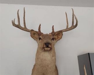 Deer Mount