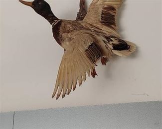 Duck Mount